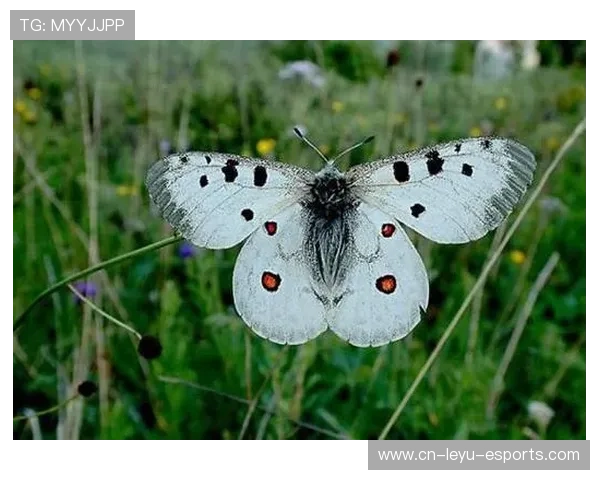 足球界十大蝴蝶球星盘点 他们的飞翔技巧令人叹为观止
